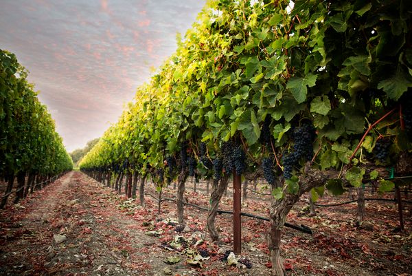 Paso Robles: A Wine Lover's Dream