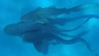Marine Biology Milestone: Leopard Sharks Filmed in Historic MMF 'Threesome' Mating Event