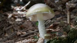 California Officials Warn Against Foraging Wild Mushrooms After Deadly Poisoning Outbreak